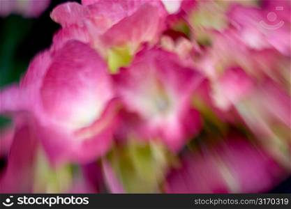 Pink Hydrangea in a Blur