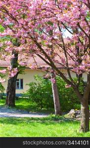 pink japanese cherry tree blossom (Uzhgorod City, Ukraine)