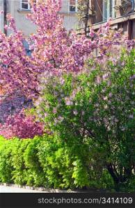 pink japanese cherry tree blossom (Uzhgorod City, Ukraine)