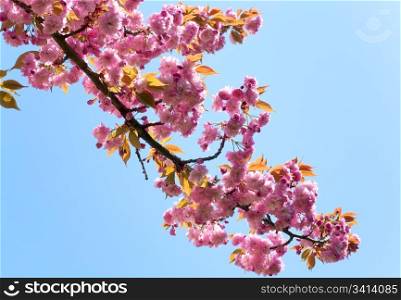 pink japanese cherry twig blossom on blue sky background