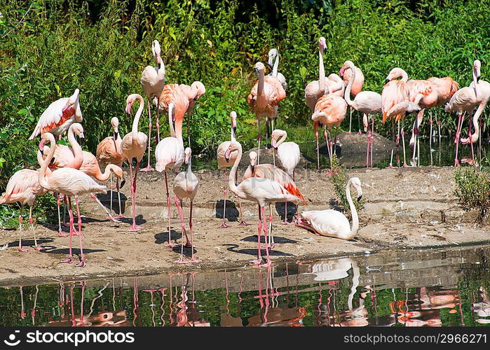 Pink lamingoes on the bright summer day