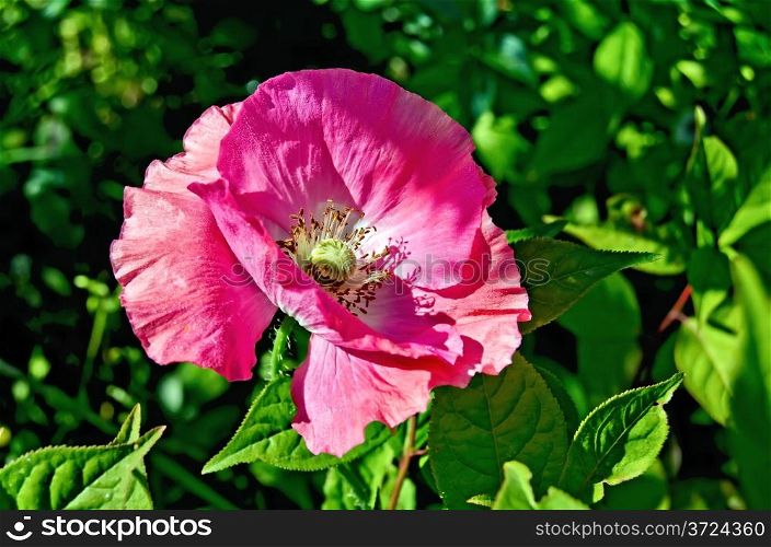Pink large poppy on a background of green foliage