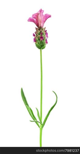 pink lavender flower isolated on white background