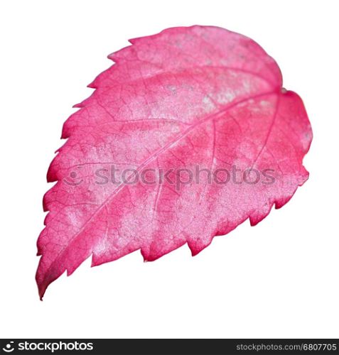 Pink leaf of the Snowflake Hibiscus ( Hibiscus rosa sinensis ) on white background