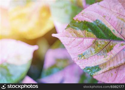 Pink leaf with rain drop and sunlight. Fresh nature background.