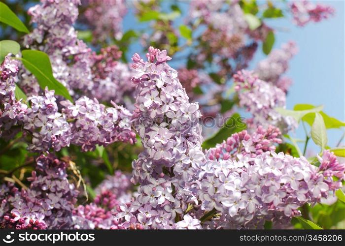 pink lilac background macro close up