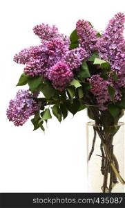 pink lilac bouquet isolated on a white background