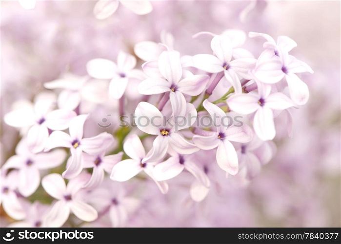 Pink Lilac flowers
