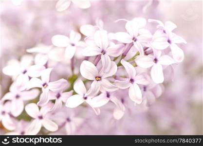 Pink Lilac flowers