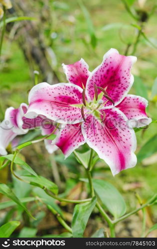 pink lilies flower with green leaves in the garden. lily flowers