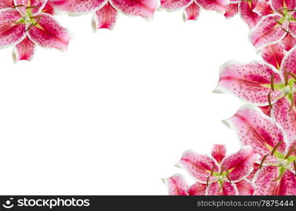 pink lilies. pink lily flowers over white for background