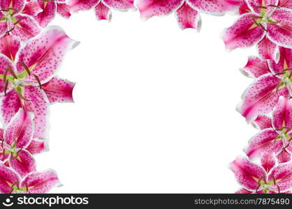 pink lilies. pink lily flowers over white for background