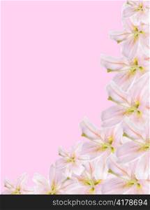 pink lilium border isolated on pink background