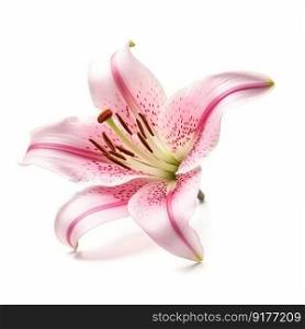 Pink Lilly flower isolated. Illustration Generative AI
