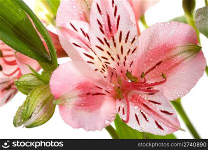 pink lilly isolated on white background