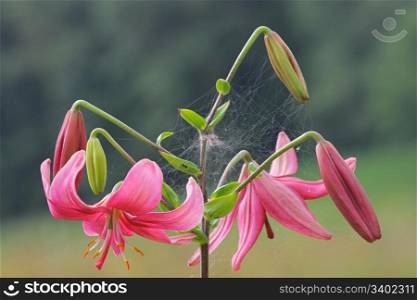 Pink lilly with spider net in summer day.