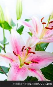pink lily flower bunch bouquet over white copyspace