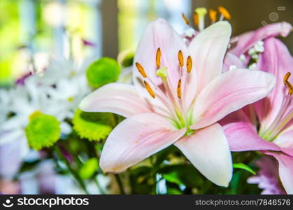 pink lily flower closeup