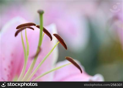 Pink lily flower in macro