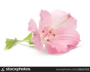pink lily flower isolated on white
