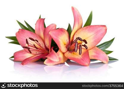 Pink lily flowers on white background. Macro shot