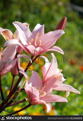 Pink lily in garden