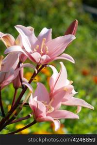 Pink lily in garden
