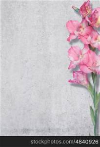 Pink lily on a background of a concrete wall, texture, Free place.