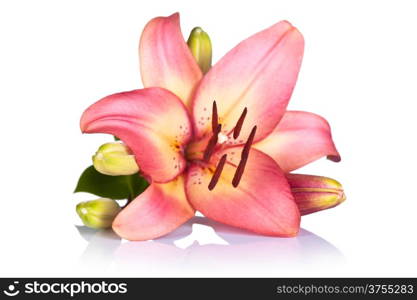 Pink lily on white background. Macro shot&#xA;