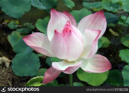 Pink lotus and big green leaves on the pond