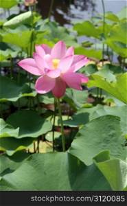 Pink lotus and green leaves in pond