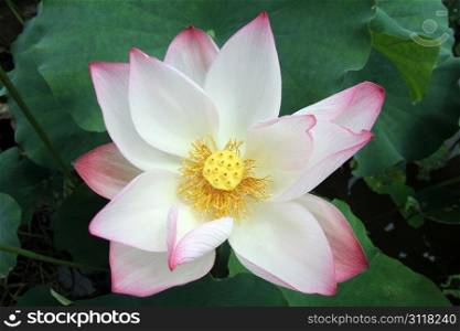 Pink lotus and green leaves in the pond