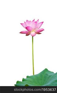 Pink Lotus And Leaf Isolated On White Background.