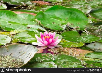 Pink lotus blossom in a natural pond