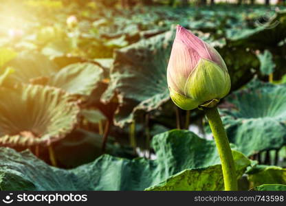 Pink lotus Bud (Roseum Plenum) in the mornig sun.