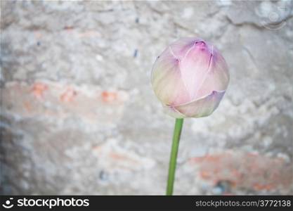 Pink lotus bud with vintage background