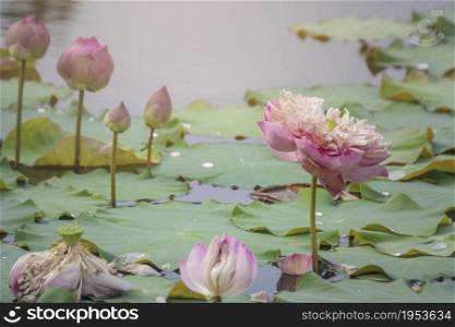 pink lotus flower blooming among lush leaves in pond under bright summer sunshine, It is a tree species that is regarded as your well-being symbol.