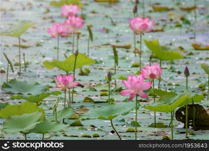 pink lotus flower blooming among lush leaves in pond under bright summer sunshine, It is a tree species that is regarded as your well-being symbol.