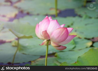 pink lotus flower blooming among lush leaves in pond under bright summer sunshine, It is a tree species that is regarded as your well-being symbol.