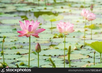 pink lotus flower blooming among lush leaves in pond under bright summer sunshine