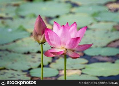 pink lotus flower blooming among lush leaves in pond under bright summer sunshine