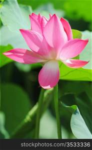 Pink lotus flower blooming in pond in the summer