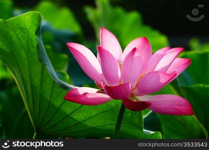 Pink lotus flower blooming in pond in the summer