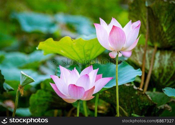pink lotus flower blooming in the pool
