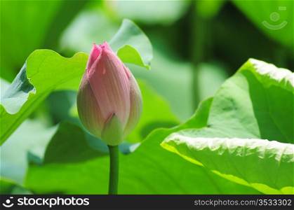 Pink lotus flower bud in pond in the summer