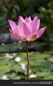 Pink lotus flower close up