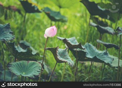 pink lotus flower in lake