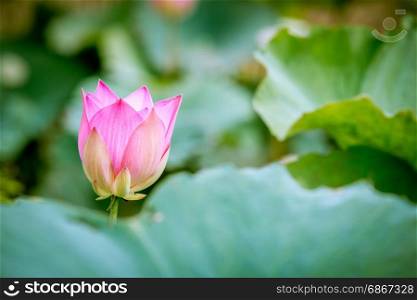 pink lotus flower in the pool