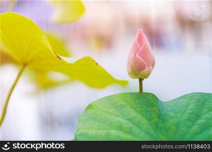 Pink lotus flower in the temple