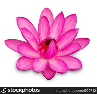 Pink lotus flower isolated on white with clipping path